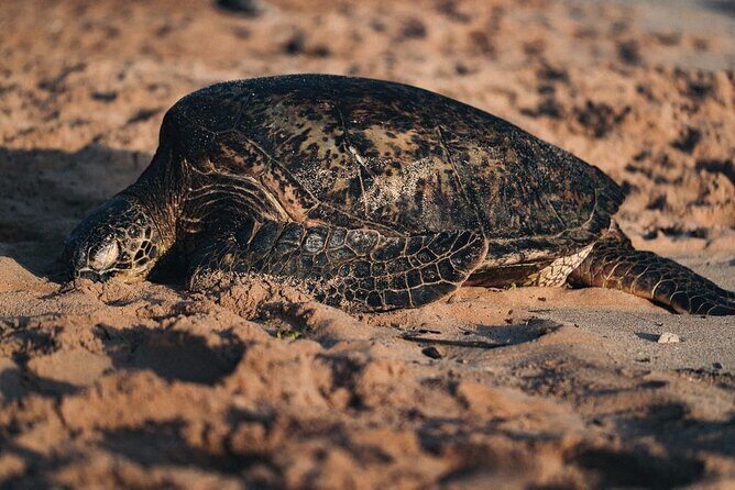 North Shore of Oahu Private Full-Day Tour with Local Guide - Key Points
