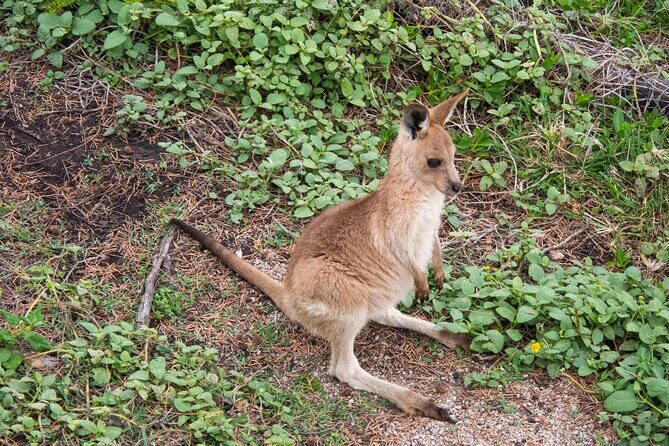 North Stradbroke Island Private Tour with Pickup - Who Should Consider This Tour?