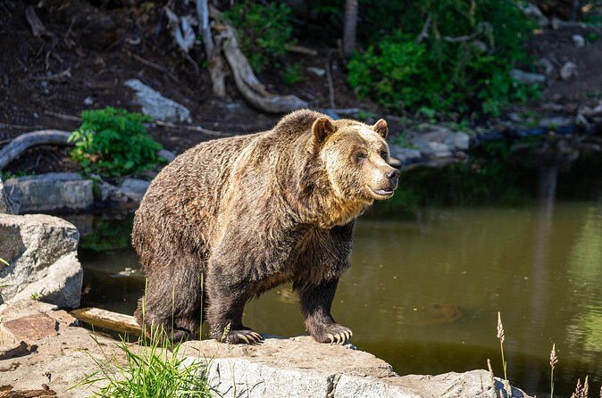 North Vancouver and Grouse Mountain Tour - The Sum Up: Is This Tour Worth It?