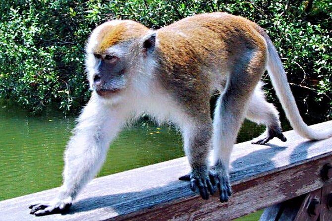 Northern Bintan Full Day Tour - Who Should Consider This Tour?