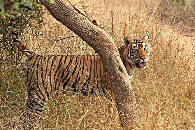 Northern India Family Holiday - FAQ