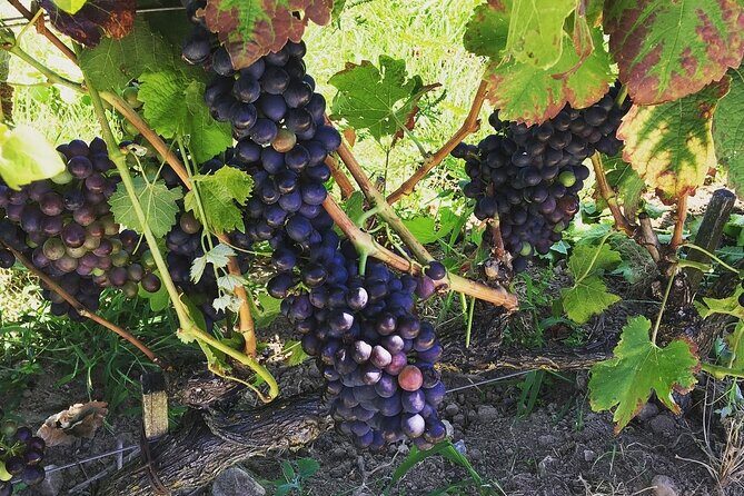 Northern Rhône Valley From Lyon Full day - Final Thoughts