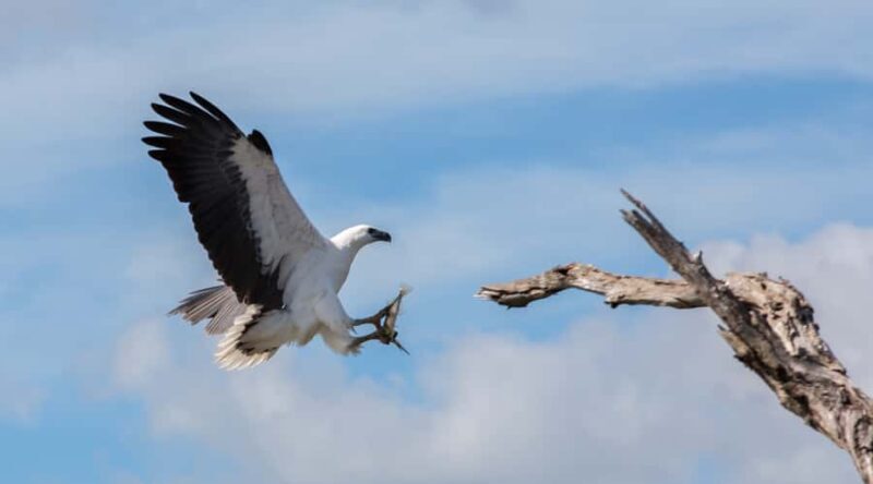Northern Territory: Corroboree Billabong Nature Cruises - The Value of the Experience