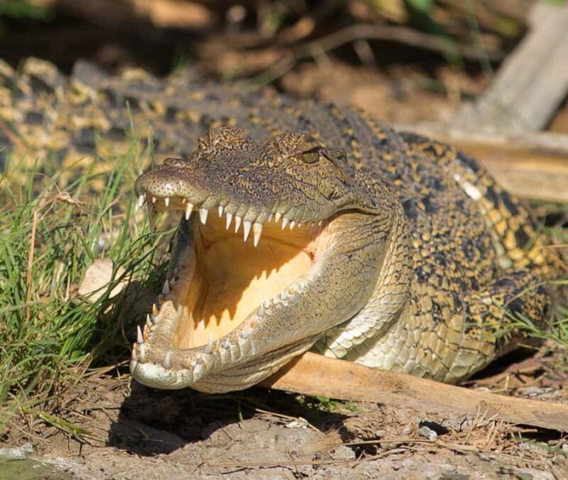 Northern Territory: Corroboree Billabong Nature Cruises - Practical Tips