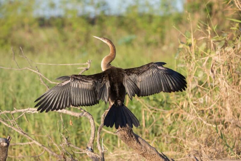 Northern Territory: Corroboree Billabong Nature Cruises - What the Reviews Say