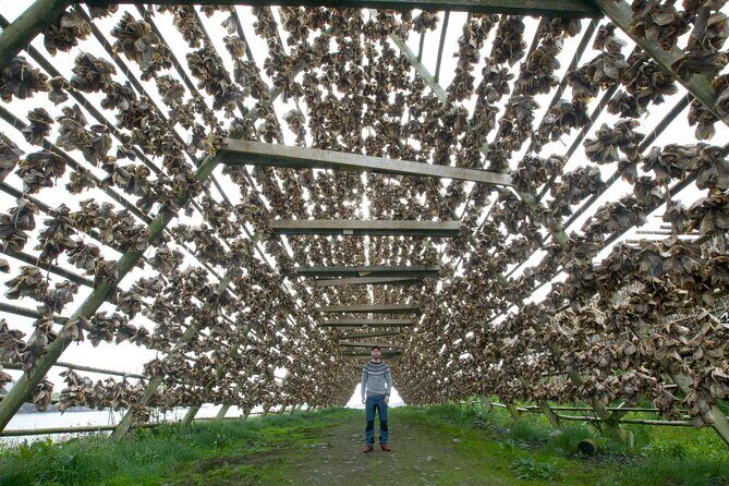 Norway Lofoten Private Shore Excursion from Leknes - Authentic Insights from Reviewers