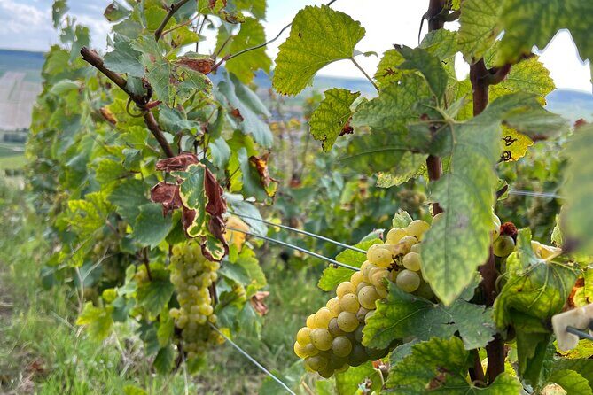 Not Your Average Champagne Tour - Day Trip From Paris (Private) - An Elegant Day in Champagne: An In-Depth Review