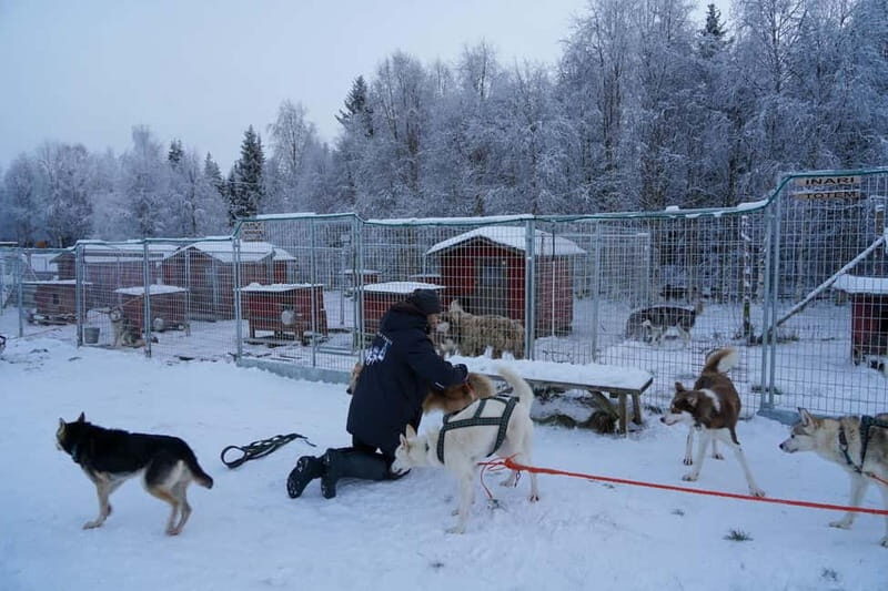 Nulkki Husky Adventure - An In-Depth Look at the Nulkki Husky Adventure