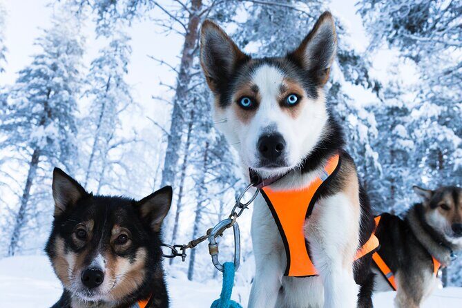 Nulkki Husky Adventure - An In-Depth Look at the Nulkki Husky Adventure