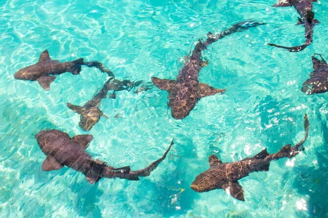 Nurse Shark Snorkelling - What to Expect from the Nurse Shark Snorkelling Tour
