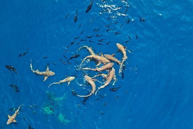 Nurse Shark Snorkelling - The Ideal Traveller for This Tour