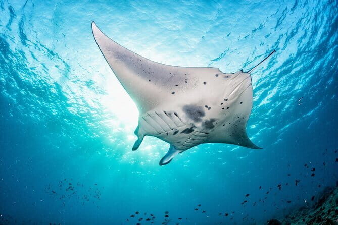 Nusa Lembongan Snorkeling with Manta Bay & Island Tour from Bali - Introduction