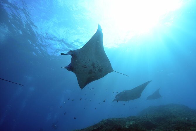 Nusa Penida Day Trip for 3 dives - Introduction: What to Expect from the Nusa Penida 3-Dive Day Trip