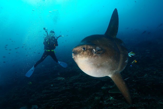 Nusa Penida Day Trip for 3 dives - Key Points