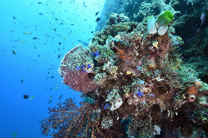 Nusa Penida Day Trip for 3 dives - Who Should Consider This Tour?