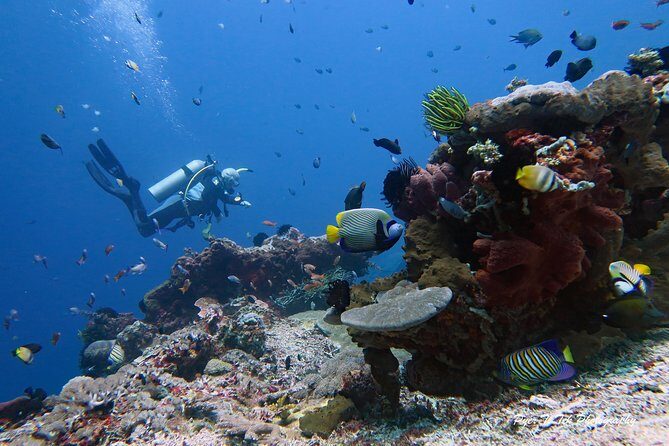 Nusa Penida Day Trip for 3 dives - The Sum Up: The Ideal Choice for Experienced Divers