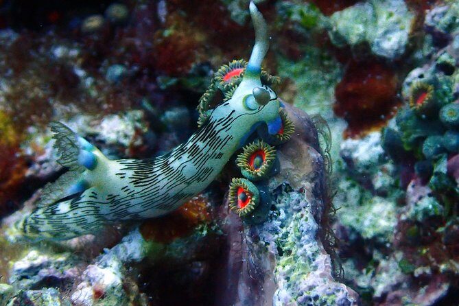 Nusa Penida Day Trip for 3 dives - FAQs About the Nusa Penida 3-Dive Trip