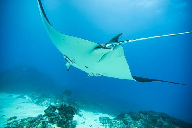 Nusa Penida Private Diving Tour by Speedboat - Critical Considerations