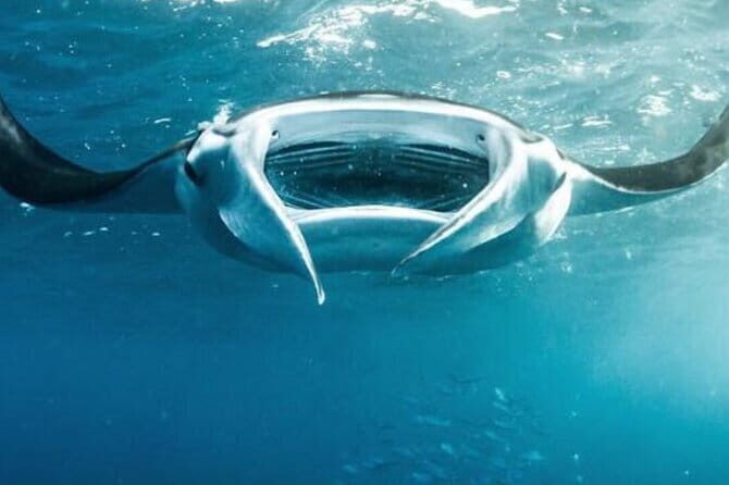 Nusa Penida Snorkeling in Manta Point Gamat Bay and Wall - A Closer Look at the Tour Experience