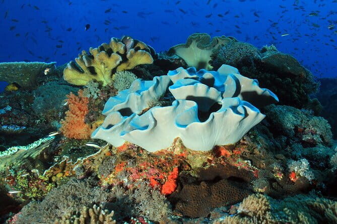 Nusa Penida Snorkeling Trip Manta Point Gamat Bay and Wall Bay - Key Points