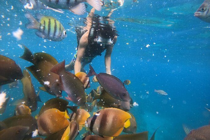Nusa Penida Tour and Private Snorkelling at Manta, Gamat, Wall - An In-Depth Look at the Nusa Penida Tour and Snorkelling Adventure
