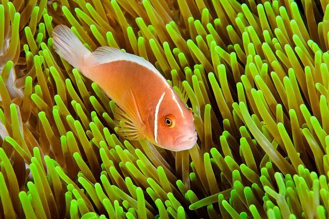 Nusa Penida Try Scuba Diving Program - for Non-Certified Divers - What to Expect from the Experience