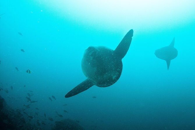 Nusa Penida Two Dives Trip for Certified Divers - What This Tour Offers