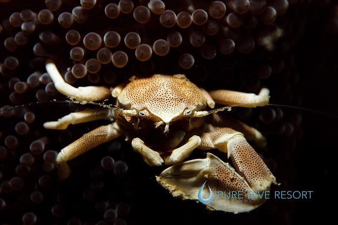 Nusa Penida Two Dives Trip for Certified Divers - Final Thoughts