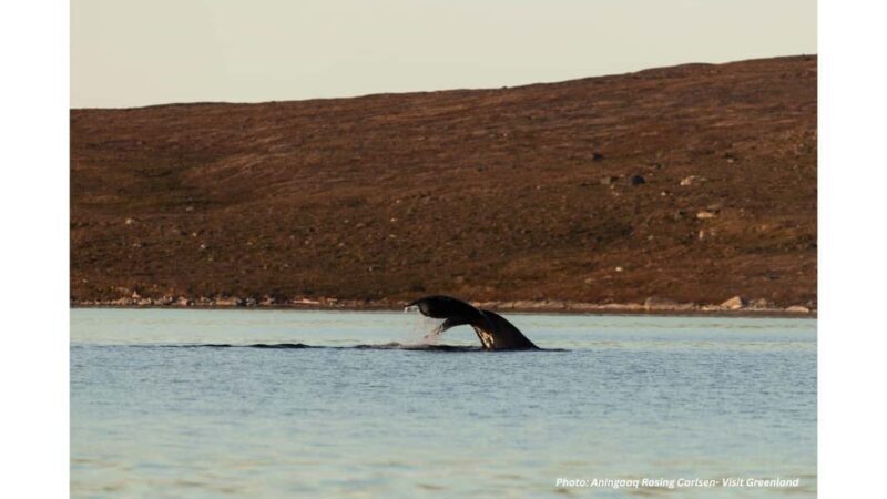 Nuuk Fjord Boat & Fishing Tour with Local Hunter Guide - Final Thoughts