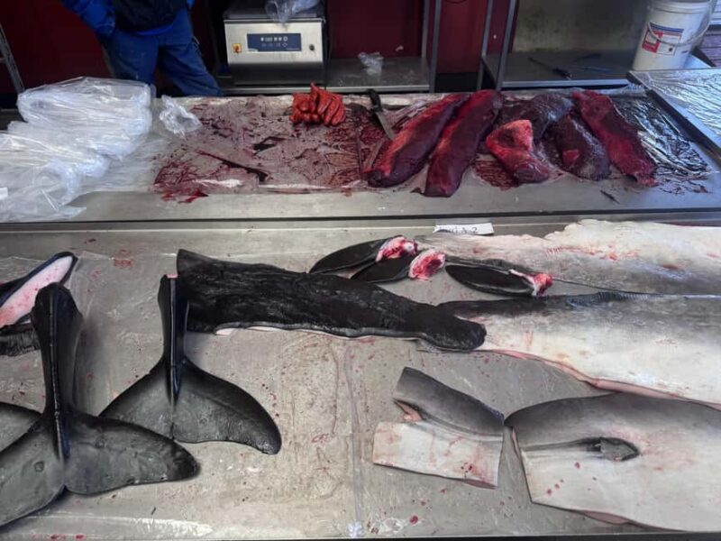 Nuuk: Food and Culture Walking Tour with Tastings - Key Points