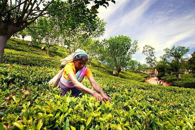 Nuwara Eliya City to Kandy City Private Transfer - Frequently Asked Questions