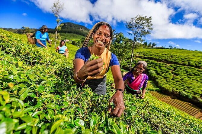 Nuwara Eliya Private Day Trip from Mirissa - Final Thoughts: Is This Tour Right for You?