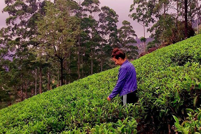 Nuwara Eliya Tea factory and waterfall tour - Final Thoughts