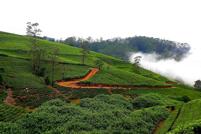 Nuwara Eliya Tea factory and waterfall tour - FAQ