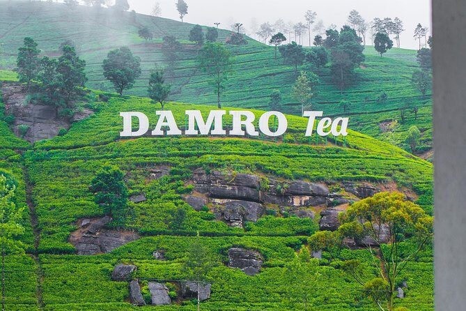 Nuwara Eliya Tea factory,plantation and Water Falls Tour - An Honest Look at the Nuwara Eliya Tea Factory, Plantation, and Waterfalls Tour