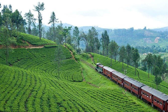 Nuwaraeliya Day Tour & Kithulgala Water Rafting from Kandy,Colombo or Ella - The Full Scoop: What to Expect on This Tour