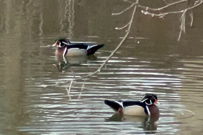 NYC Beginner Private Birdwatching Tour - A Deep Dive into the Experience