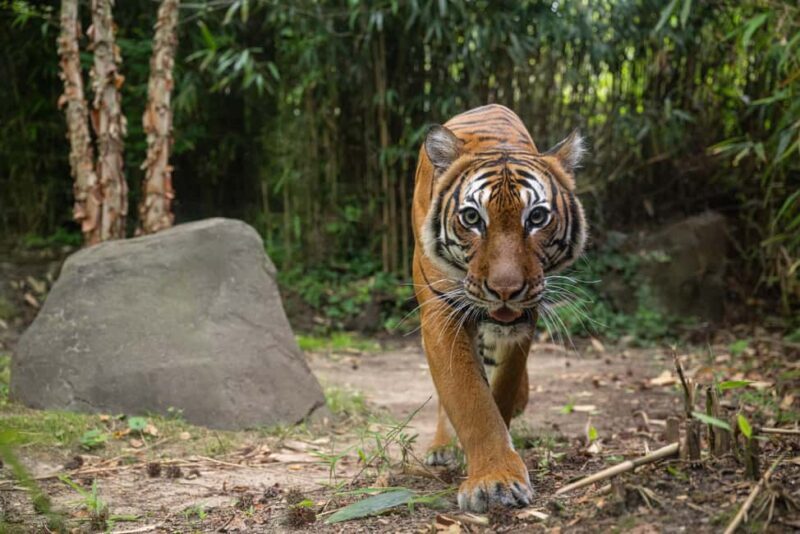 NYC: Bronx Zoo Entry Ticket - The Experience: What to Expect at the Bronx Zoo