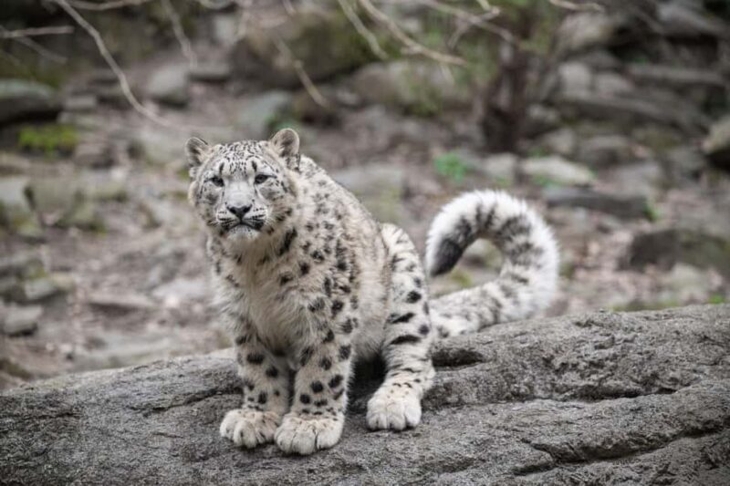 NYC: Bronx Zoo Entry Ticket - Who Will Love This Experience