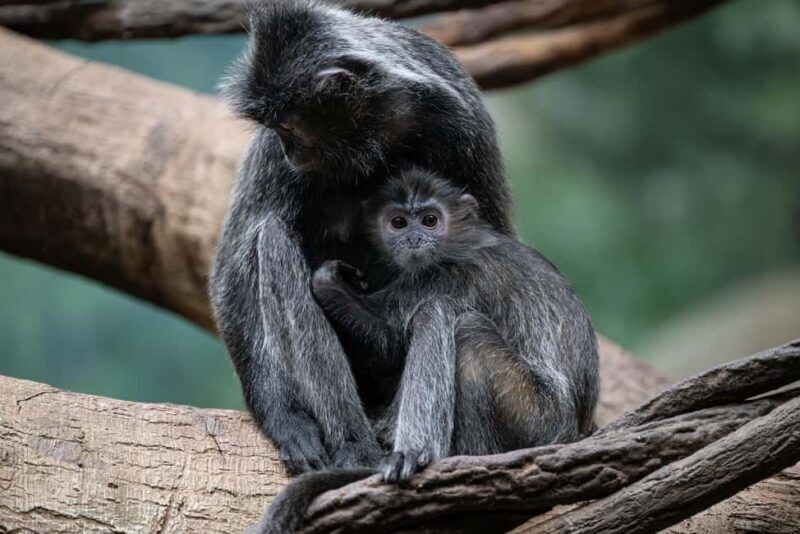 NYC: Bronx Zoo Entry Ticket - Final Thoughts