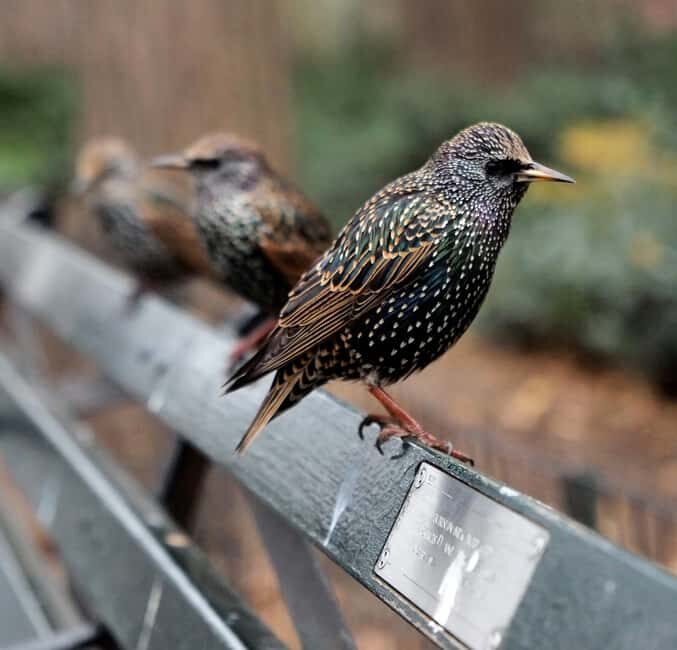 NYC: Central Park Guided Walking Tour English-Spanish - Final Thoughts