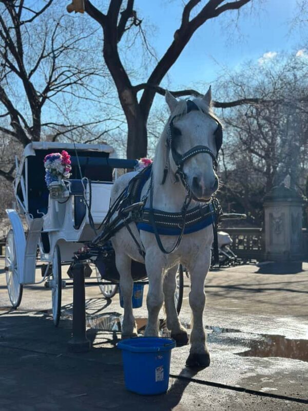NYC Central Park Horse Drawn Carriage Ride - Key Points