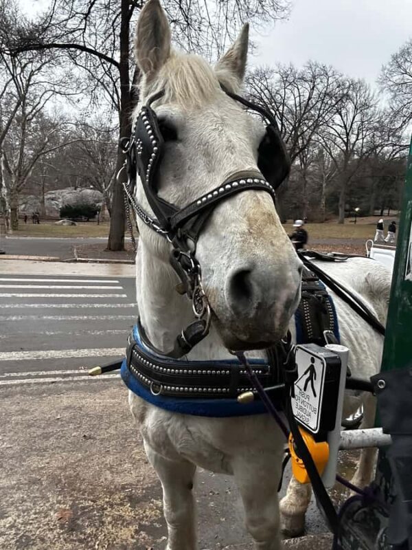 NYC Central Park Horse Drawn Carriage Ride - FAQ