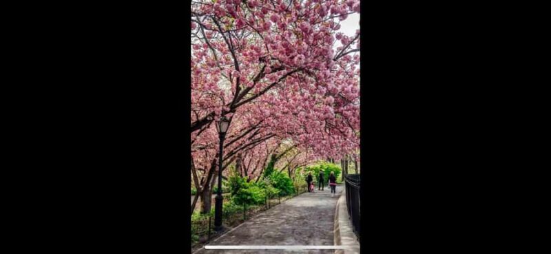 NYC: Central Park Rickshaw Tour with Boat Rental - Key Points