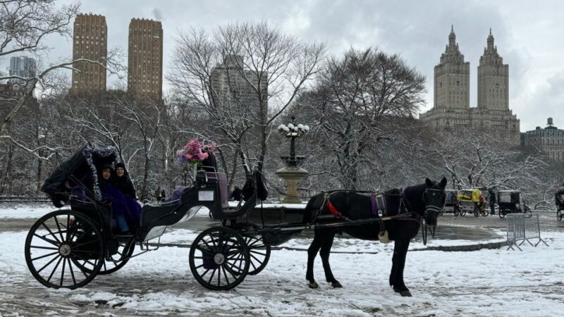 NYC: Empire State Horses Carriage Ride in Central Park - Who Will Love This Experience?