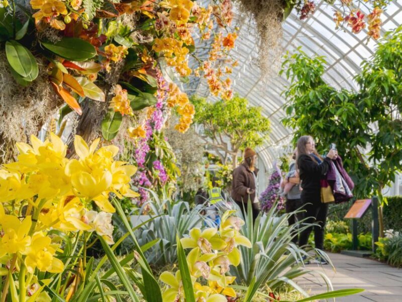 NYC: New York Botanical Garden Pass with Orchid Show Option - Key Points