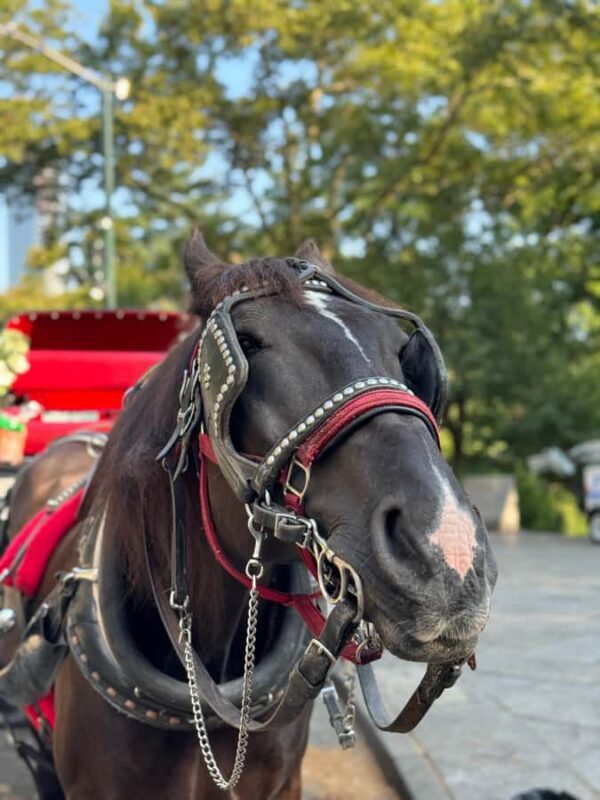 NYC: Private Central Park Horse-Drawn Carriage Tour - An In-Depth Look at the Experience