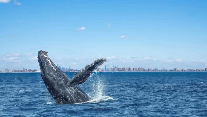 NYC: Whale Watching Cruise from Manhattan - An In-Depth Look at the Whale Watching Experience