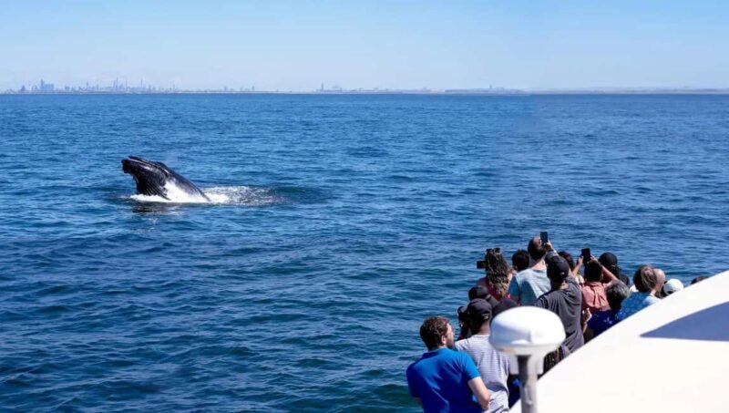 NYC: Whale Watching Cruise from Manhattan - FAQ