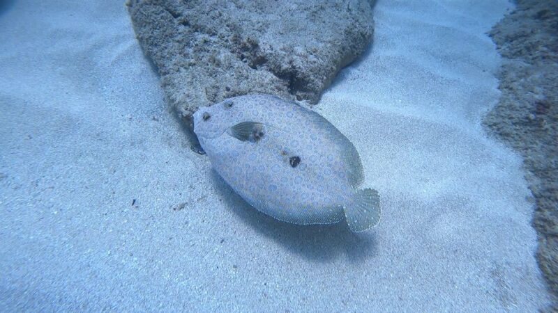 Oahu: Beginner SCUBA Dive at Electric Beach - Considerations and Tips
